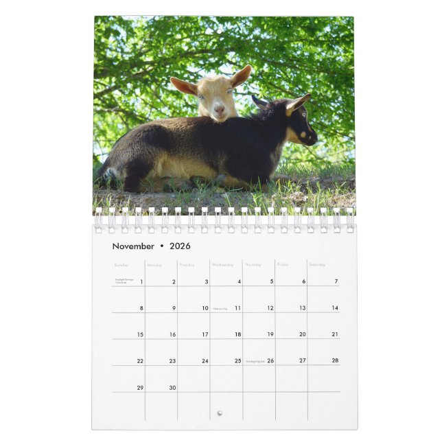 Mural Chèvres sur le calendrier de ferme de K-N-S (Nov 2026)