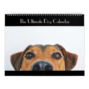 Mural Le Calendrier des Chiens en fin de compte