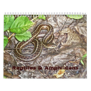 Mural Reptiles et amphibiens du calendrier #1