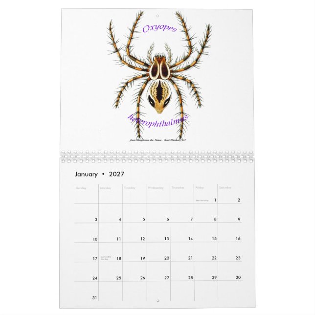 Mural Un calendrier des araignées par Ernst Haeckel. (Jan 2027)