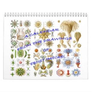 Mural Un calendrier des dessins d'Ernst Haeckel