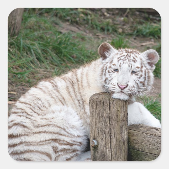 Müred Sleepy White Tiger Ruhen auf Baumhaken Quadratischer Aufkleber (Vorderseite)