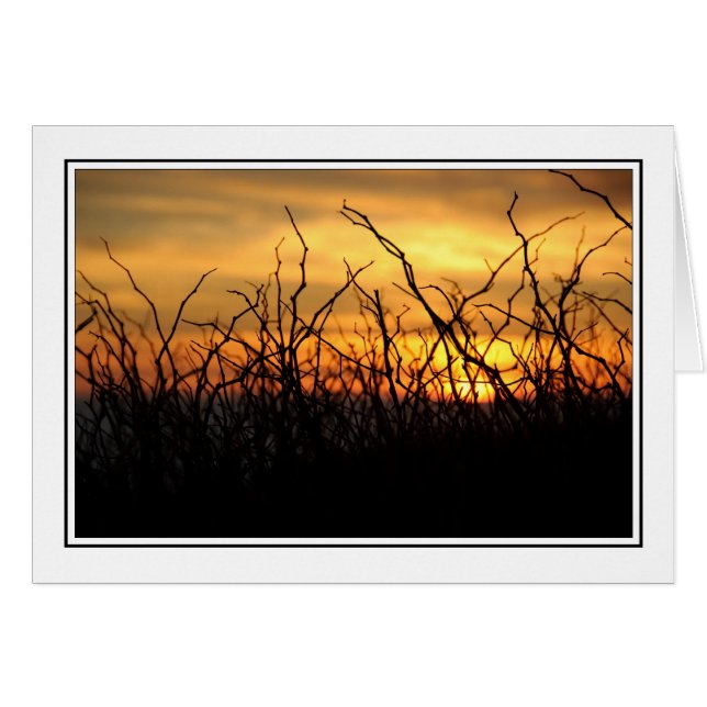 Mûres au coucher du soleil (Devant horizontal)