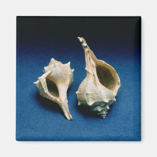 Murex-Muschel Magnet