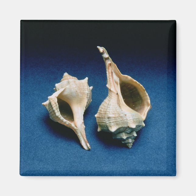 Murex Muschel Magnet (Vorne)