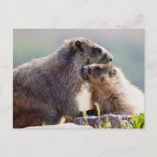 Murmelmutter mit Baby Postkarte
