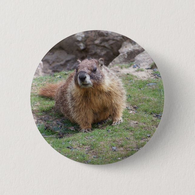 Murmeltier Button (Vorderseite)
