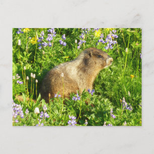 Murmeltier in Mount Rainier Wildblumen Postkarte