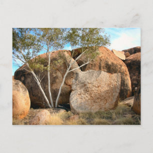 Murmeltiere Postkarte