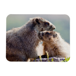 Murmeltiermutter mit Baby Magnet