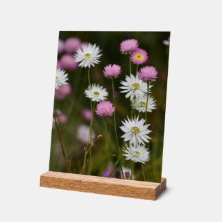 Murmur des Fleurs Sauvages