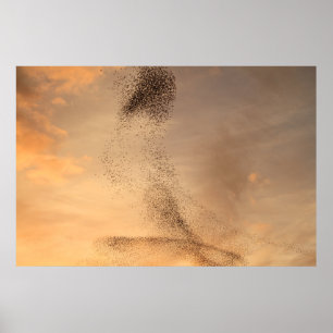 Murmuration von Starling Print Poster