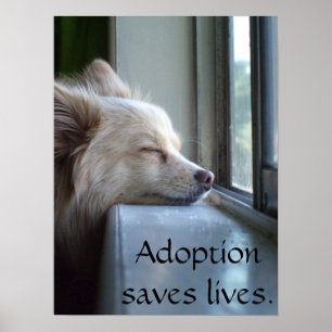 Murray Adoptiert Spitz Poster