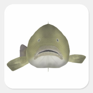 Murray Cod Fish Head Quadratischer Aufkleber
