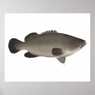 Murray Cod Poster