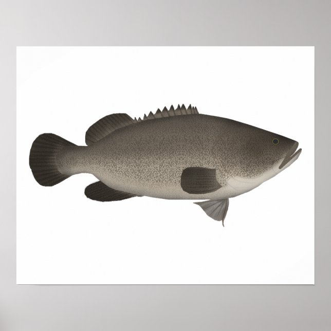 Murray Cod Poster (Vorne)