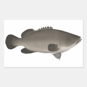 Murray Cod Rechteckiger Aufkleber