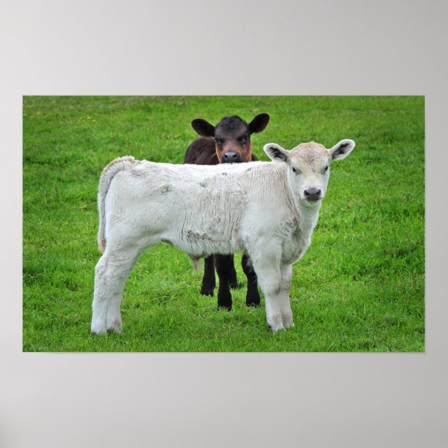 Murray Gray Calves (typische ländliche Szene von K Poster (Vorne)