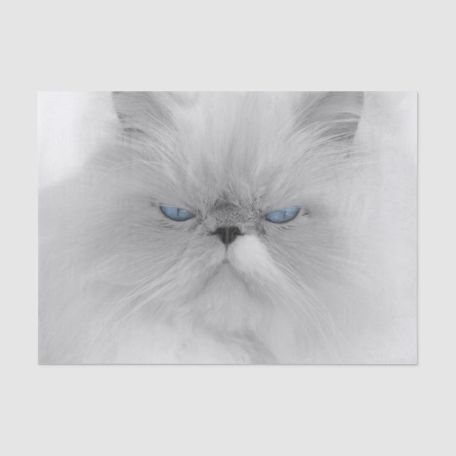 Mürrische persische Katze Seidenpapier (Vorderseite)