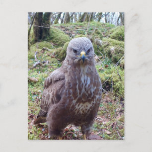 Mürrischer Bussard mit Haltung Wildtierporträt Kun Postkarte