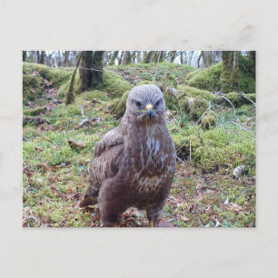Mürrischer Raubvogel Bussard Mit Attitüde Humor Postkarte