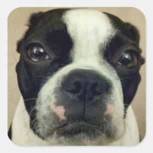 Mürrisches Boston Terrier Quadratischer Aufkleber