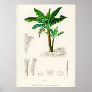 Musa Chinensis Poster