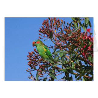 Musc Lorikeet