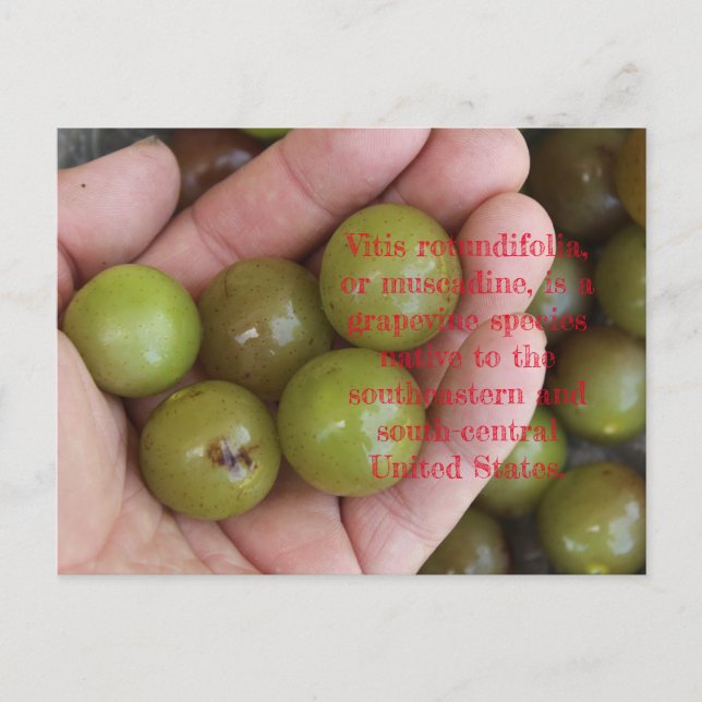 Muscadine's from Home Garden - Carte postale (Devant)