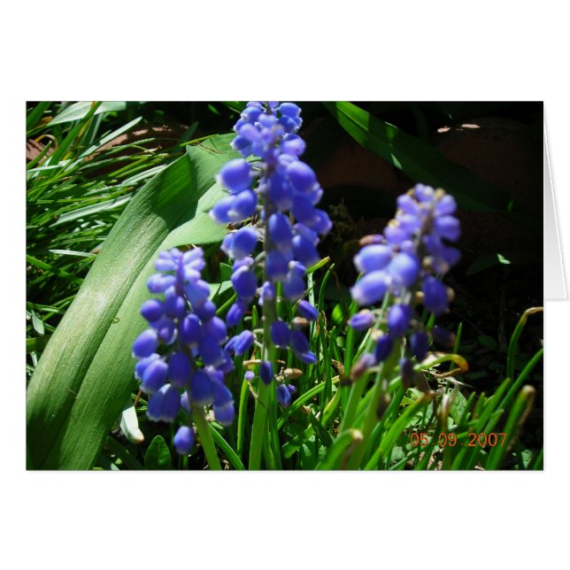 Muscari (Devant horizontal)