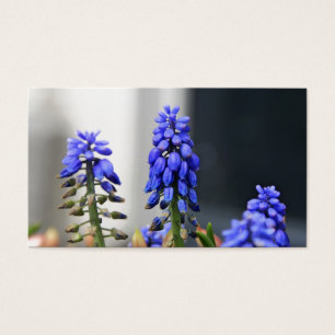 muscari à grappe