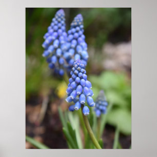 Muscari Armeniacum, TraubenHyakinth Poster