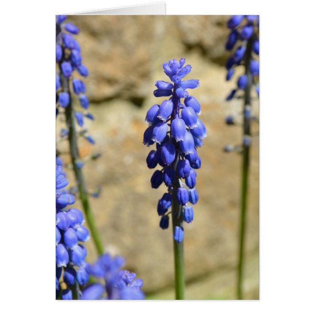 Muscari Grape Hyacinth Card (Vorne)