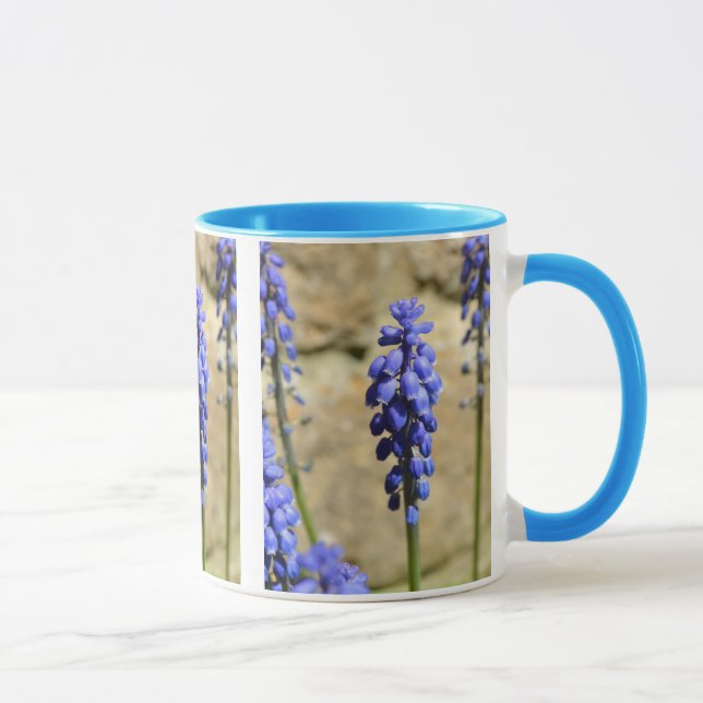 Muscari Grape Hyacinth Tasse (Rechts)