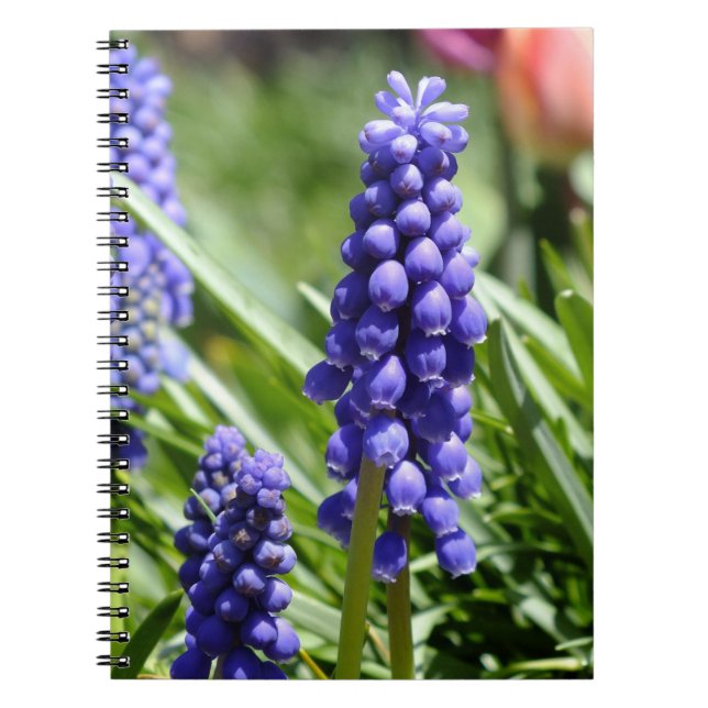 Muscari-Notebook (Trauben-Hyazinthen) Notizblock (Vorderseite)