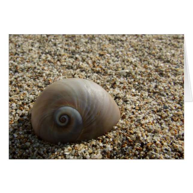 Muschel (Vorderseite (Horizontal))