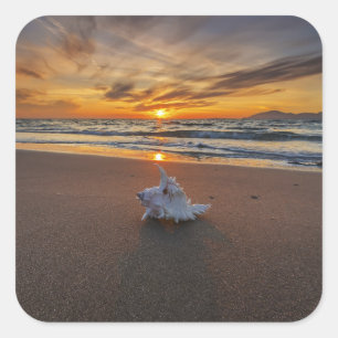 Muschel am Strand in Insel des Sonnenuntergang- Quadratischer Aufkleber