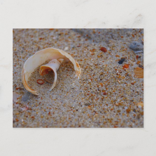 Muschel am Strand Postkarte (Vorderseite)