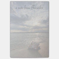 Muschel am Strand| St. Augustine, Fl.