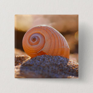 Muschel Bokeh Greece Button