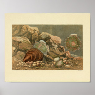 Muschel des Meeres Poster