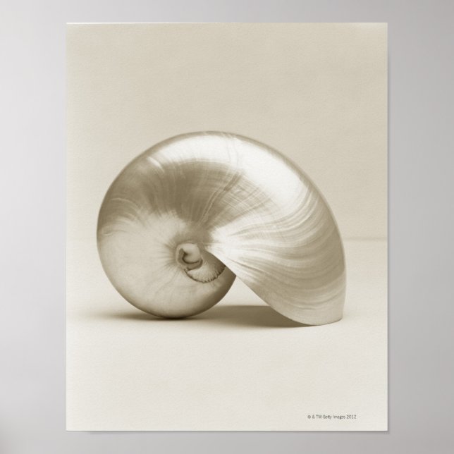 Muschel des Perlschwimms Poster (Vorne)