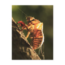 Muschel einer Cicada