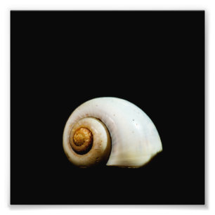 Muschel Fotodruck