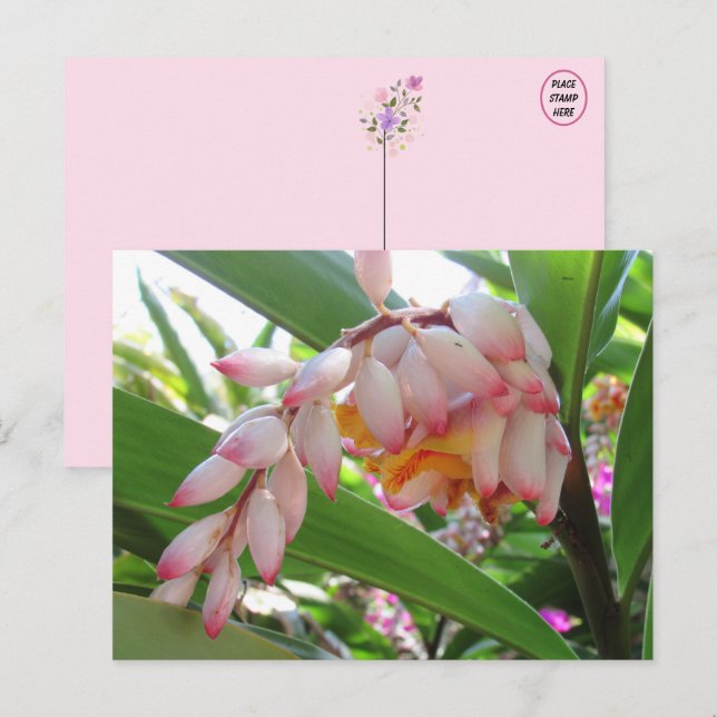 Muschel Ginger Blume Blumenpostkarte Postkarte (Vorne/Hinten)