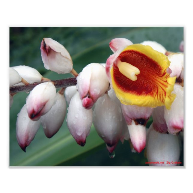 Muschel Gingers Fotodruck (Vorne)