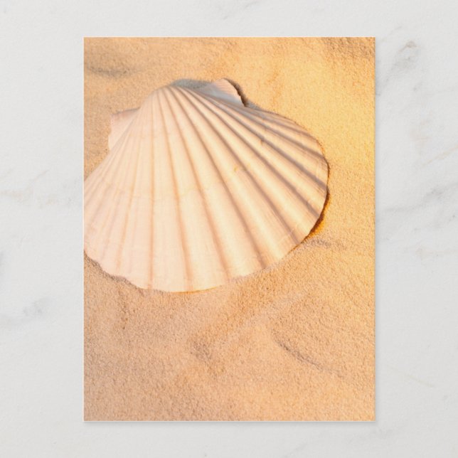 Muschel in Sand Postkarte (Vorderseite)