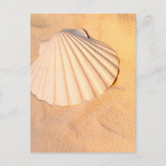 Muschel in Sand Postkarte