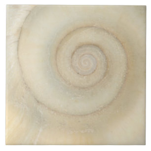 Muschel - Konchologie - weiße Spirale Fliese