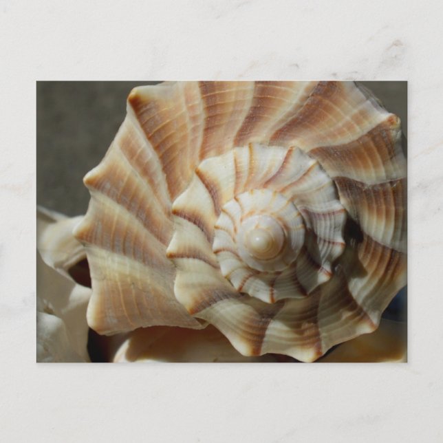 Muschel Lighting Whelk Fotografie Postkarte (Vorderseite)